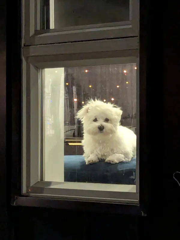 Close-up of a small white fluffy dog lying on a blue cushion in a window at night, with string lights glowing behind it